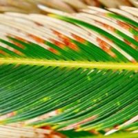Palm-Sunday-Sermon-1-1024×683-850×300-1