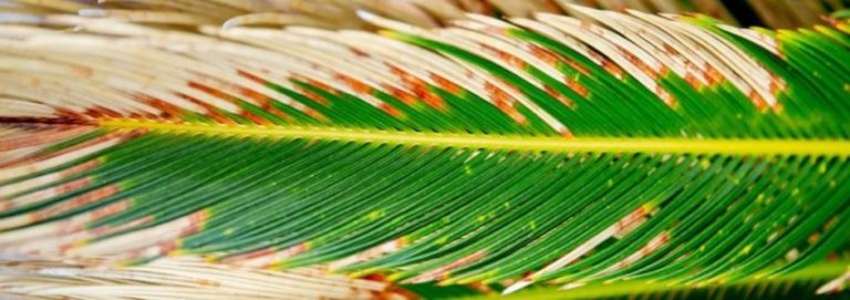 Domenica delle Palme 2023 – Sermone di padre Levine