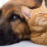 pet-quotes-800×450-1