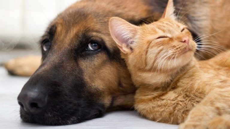 Citazioni sugli animali domestici